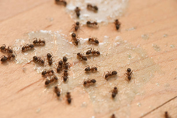 Best Termite Control Services  in Georgetown, CO